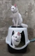 Rael e Gael