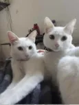 Rael e Gael