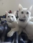 Rael e Gael