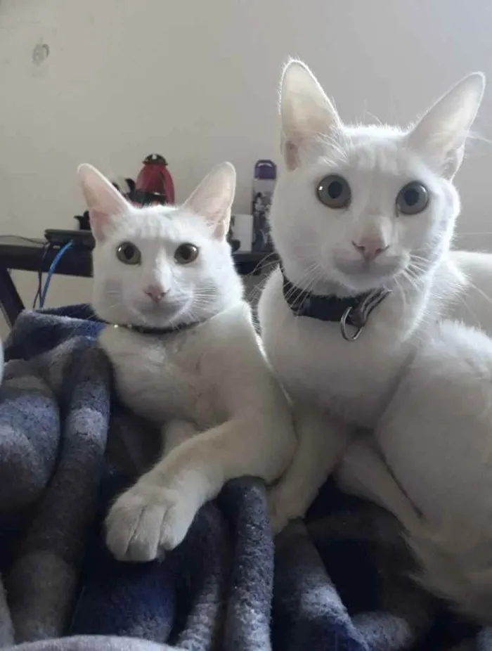 Gato ra a Srd idade 7 a 11 meses nome Rael e Gael