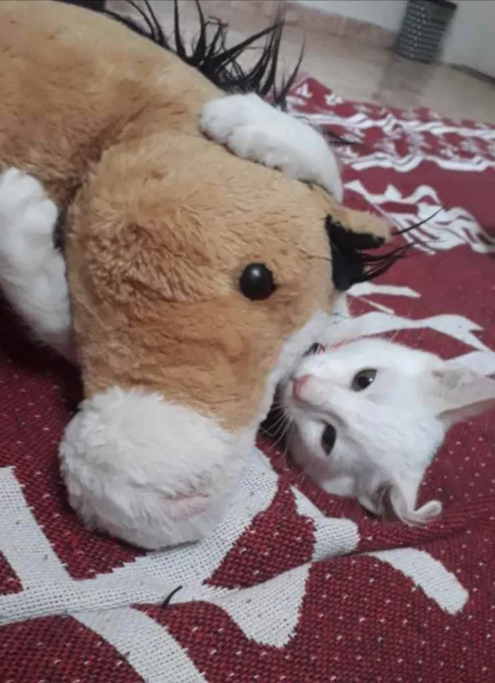 Gato ra a Srd idade 7 a 11 meses nome Rael e Gael