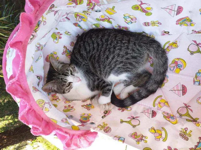Gato ra a Sem raça  idade 2 a 6 meses nome Rosinha