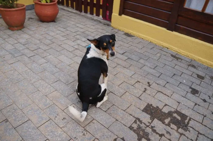Cachorro ra a SRD-ViraLata idade 5 anos nome Fred
