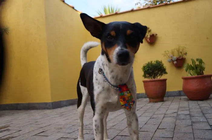 Cachorro ra a SRD-ViraLata idade 5 anos nome Fred