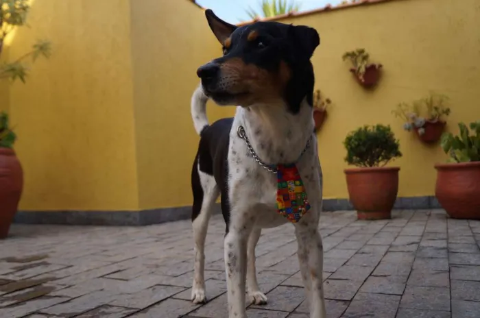 Cachorro ra a SRD-ViraLata idade 5 anos nome Fred