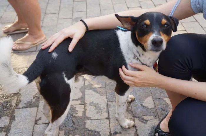 Cachorro ra a SRD-ViraLata idade 5 anos nome Fred