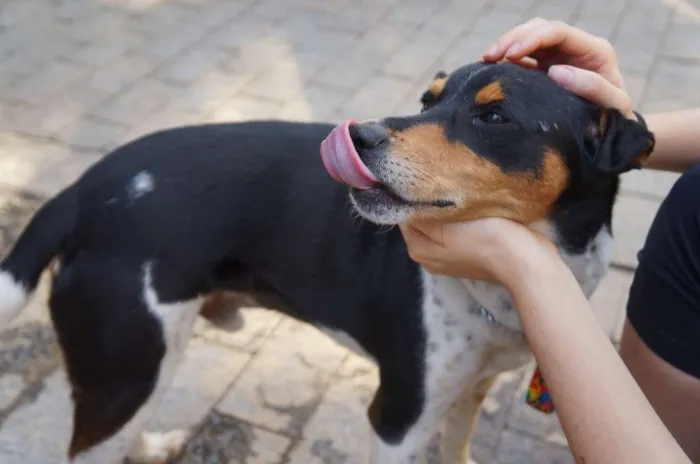 Cachorro ra a SRD-ViraLata idade 5 anos nome Fred
