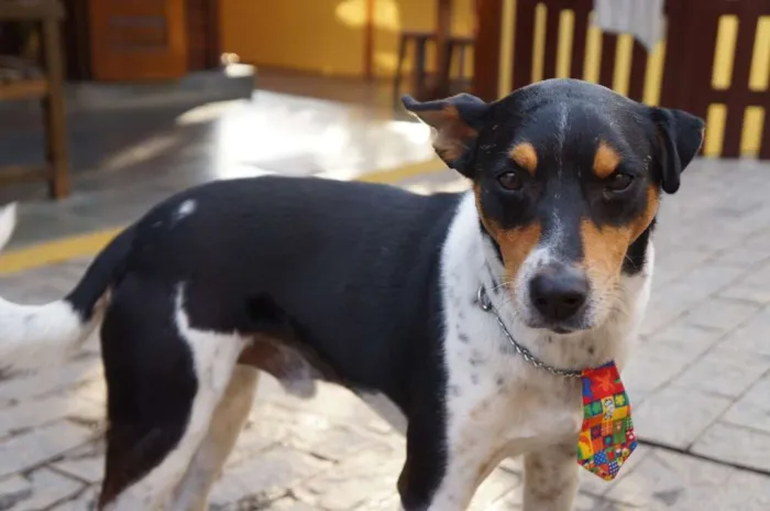 Cachorro ra a SRD-ViraLata idade 5 anos nome Fred
