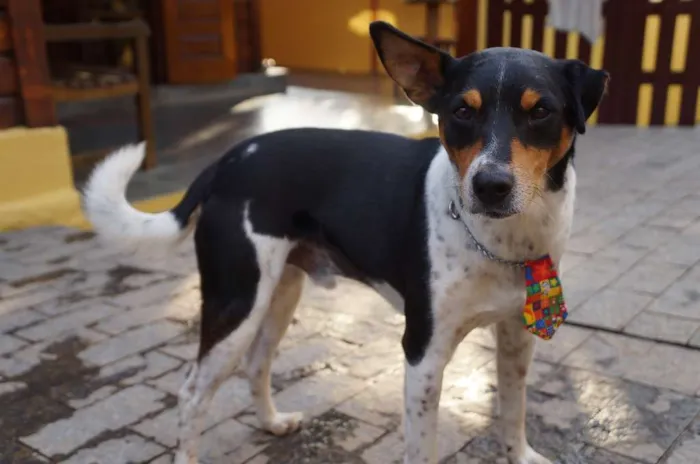 Cachorro ra a SRD-ViraLata idade 5 anos nome Fred