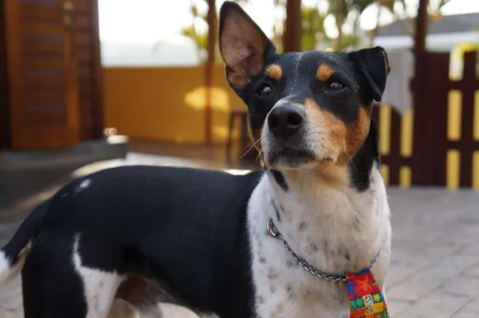 Cachorro ra a SRD-ViraLata idade 5 anos nome Fred