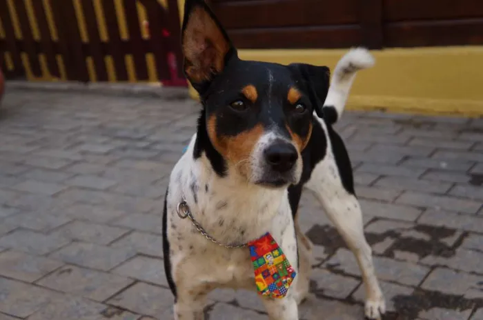 Cachorro ra a SRD-ViraLata idade 5 anos nome Fred