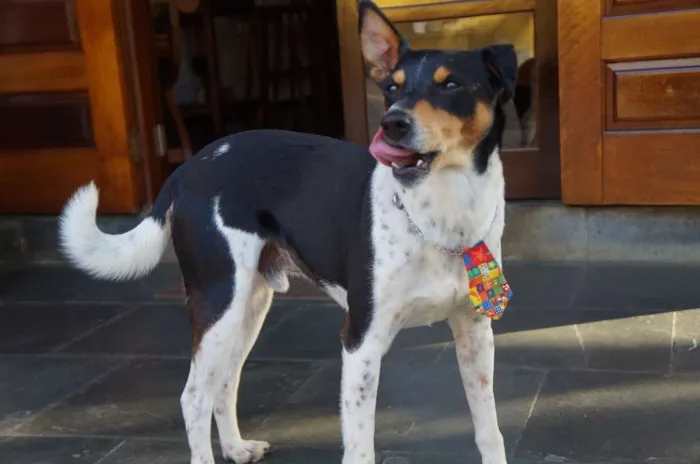 Cachorro ra a SRD-ViraLata idade 5 anos nome Fred