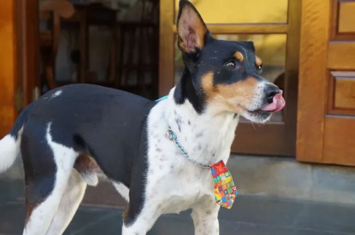 Cachorro ra a SRD-ViraLata idade 5 anos nome Fred