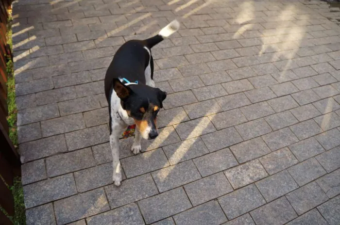 Cachorro ra a SRD-ViraLata idade 5 anos nome Fred