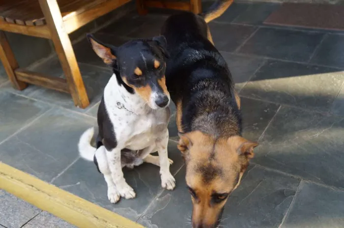 Cachorro ra a SRD-ViraLata idade 5 anos nome Fred