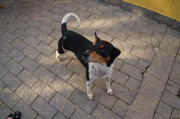 Cachorro ra a SRD-ViraLata idade 5 anos nome Fred