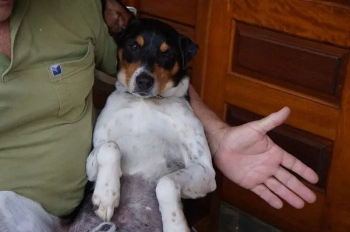 Cachorro ra a SRD-ViraLata idade 5 anos nome Fred