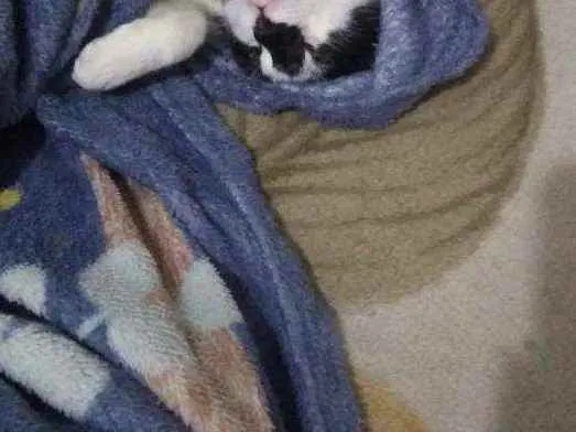 Gato ra a SRD idade 2 a 6 meses nome Brenda 