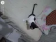 Brenda 