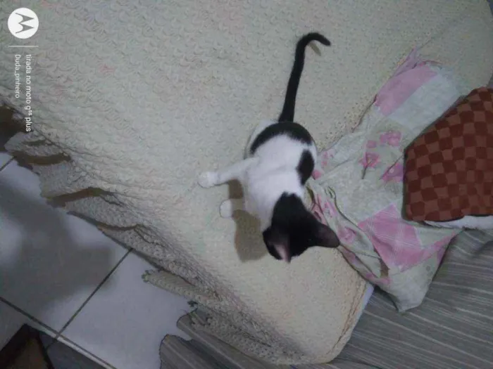 Gato ra a SRD idade 2 a 6 meses nome Brenda 