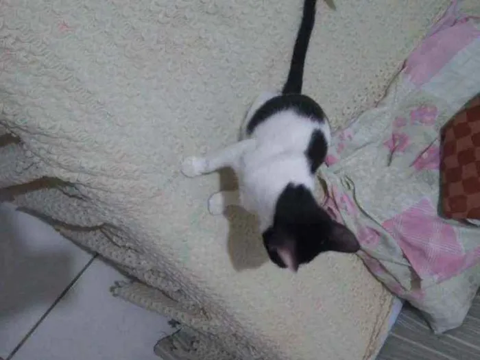 Gato ra a SRD idade 2 a 6 meses nome Brenda 
