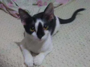 Gato raça SRD idade 2 a 6 meses nome Brenda 