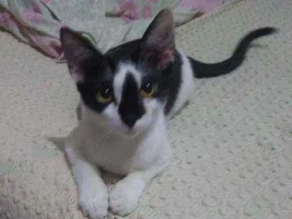 Gato ra a SRD idade 2 a 6 meses nome Brenda 