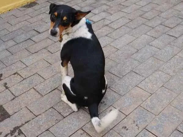 Cachorro ra a SRD-ViraLata idade 5 anos nome Fred