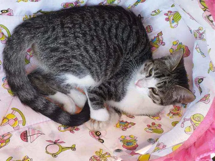 Gato ra a Sem raça  idade 2 a 6 meses nome Rosinha