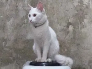 Gato raça Srd idade 7 a 11 meses nome Rael e Gael