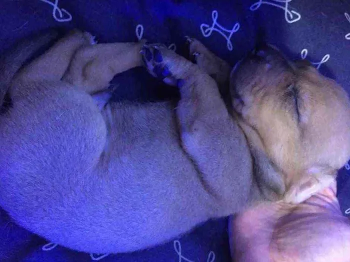 Cachorro ra a Vira lata idade Abaixo de 2 meses nome Sem nome 