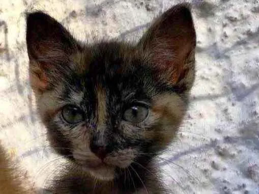 Gato ra a Srd idade Abaixo de 2 meses nome Mia