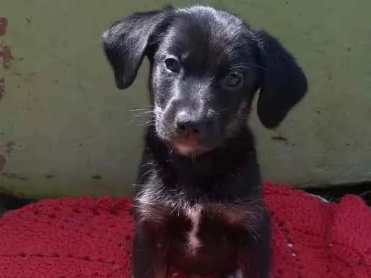Cachorro ra a Srd idade 2 a 6 meses nome Bella
