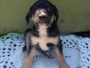 Cachorro raça Srd idade 2 a 6 meses nome Nino 