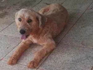 Cachorro raça Não definida  idade 2 anos nome Luck 