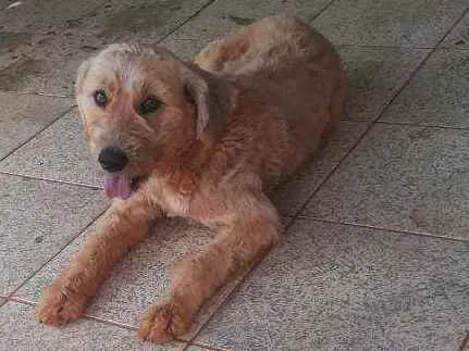 Cachorro ra a Não definida  idade 2 anos nome Luck 