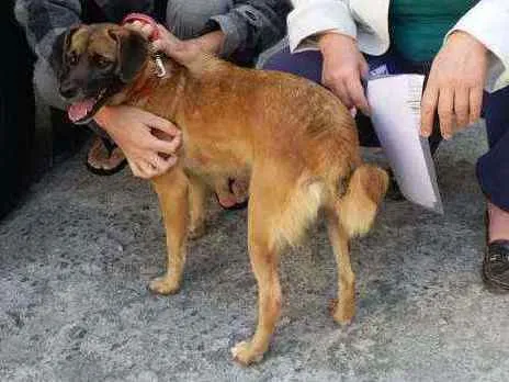 Cachorro raça SRD idade 1 ano nome Pimenta
