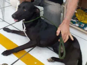 Cachorro raça SRD idade 1 ano nome Laica