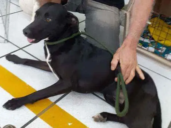 Cachorro ra a SRD idade 1 ano nome Laica