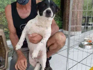 Cachorro raça SRD idade 1 ano nome Elton