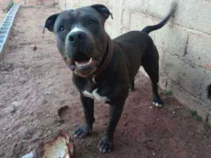 Cachorro raça America Bully idade 2 anos nome Marley