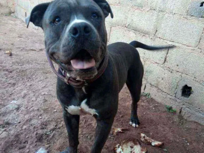 Cachorro raça America Bully idade 2 anos nome Marley