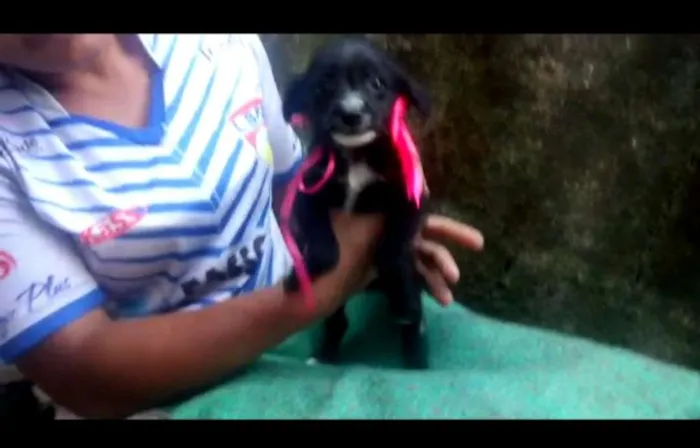 Cachorro ra a SRD-ViraLata idade 2 a 6 meses nome BABUSKA