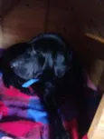 Pantera
