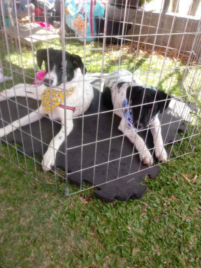 Cachorro ra a Srd idade 7 a 11 meses nome Barish