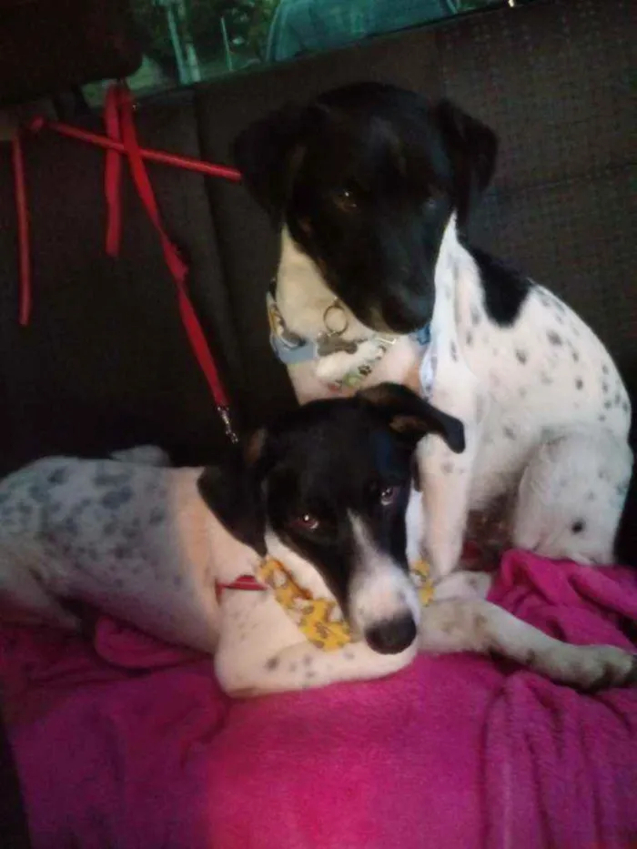Cachorro ra a SRD idade 7 a 11 meses nome Nicóv