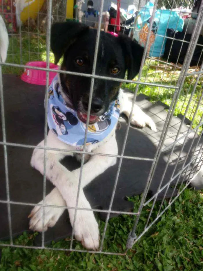 Cachorro ra a SRD idade 7 a 11 meses nome Nicóv