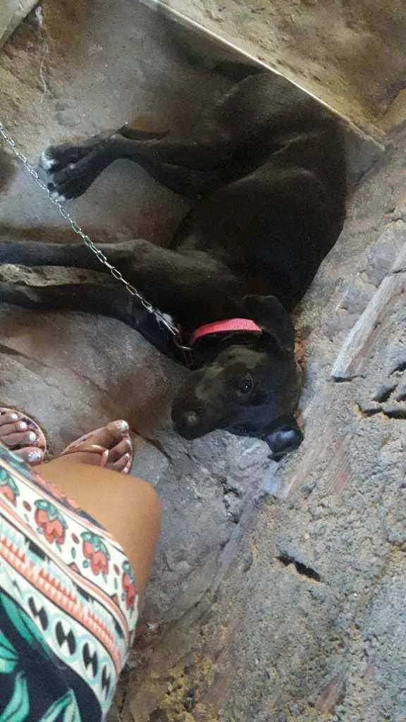 Cachorro ra a Labradora raceada idade 7 a 11 meses nome Kiara