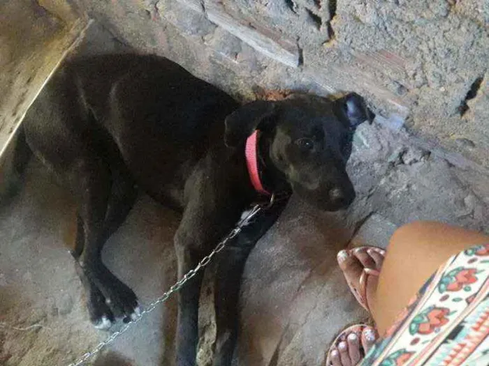Cachorro ra a Labradora raceada idade 7 a 11 meses nome Kiara