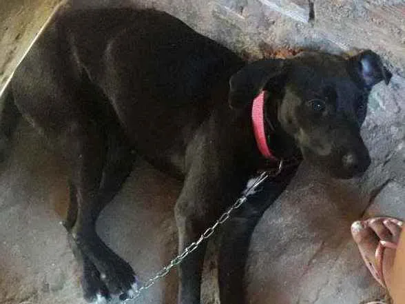 Cachorro ra a Labradora raceada idade 7 a 11 meses nome Kiara